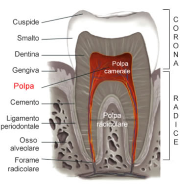 Trattamento endodontico